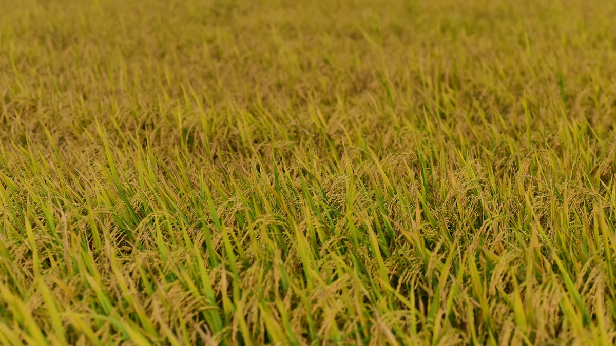 Rice field and agricultural applications