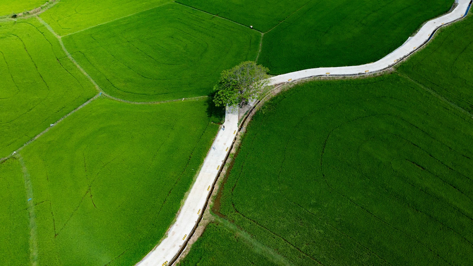 Rice fields in Thuan Bac, Vietnam