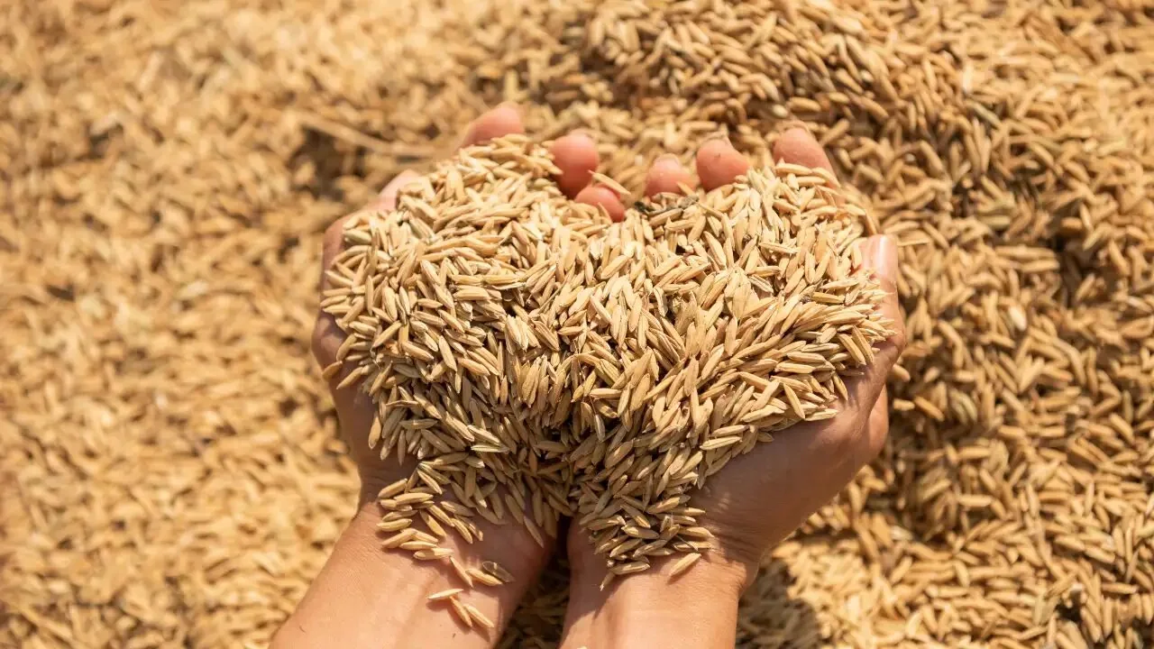Rice husks held in two hands