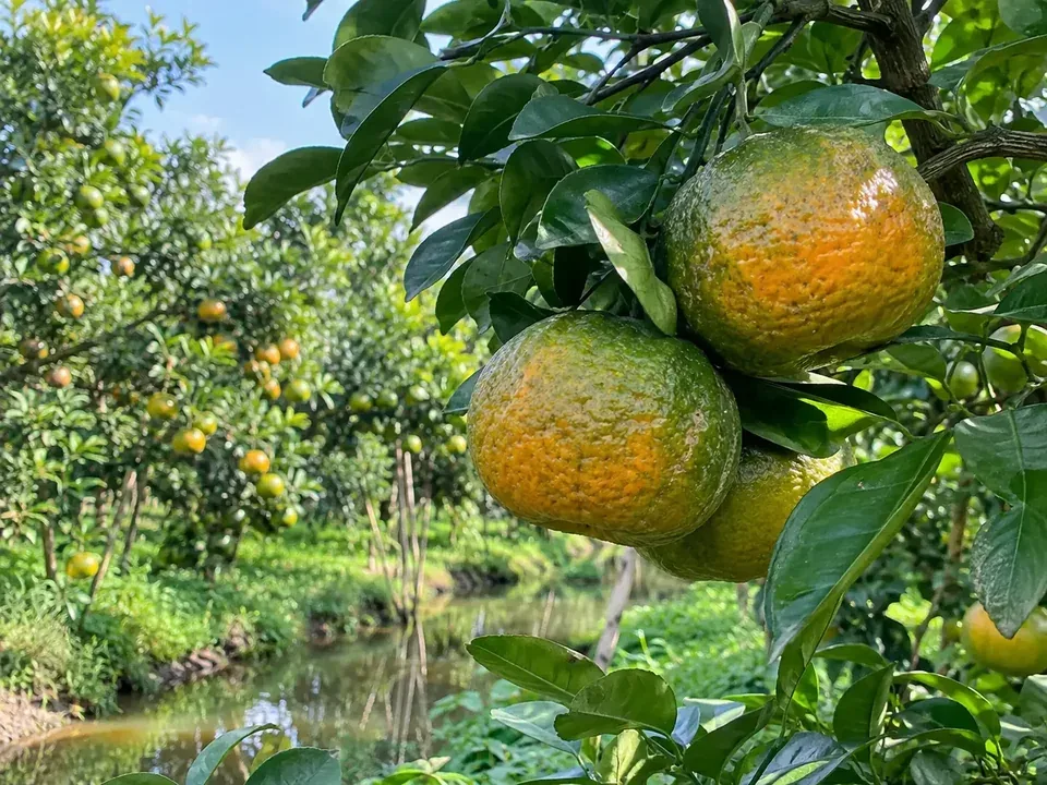 Cam sanh fruit on a branch