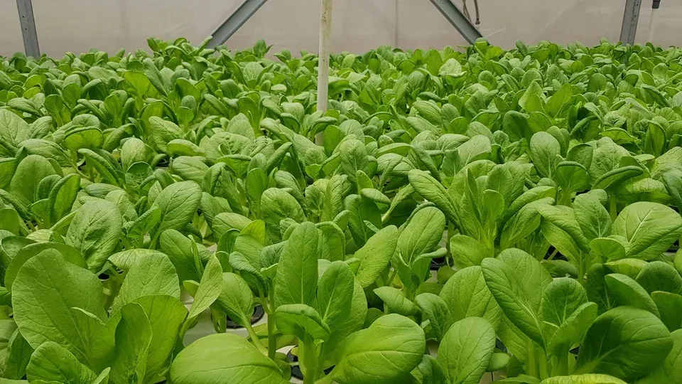 Leafy greens in a hydroponic system
