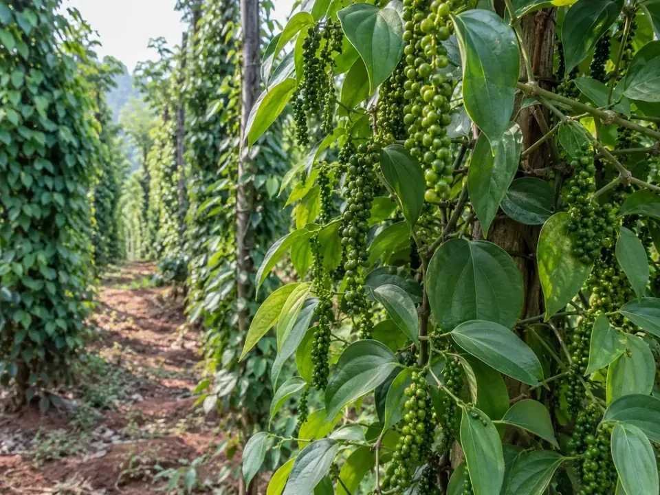 Green peppercorns on the vine