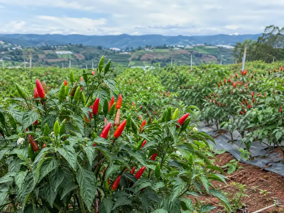 Lam Dong bird’s-eye chili field with upright red fruit