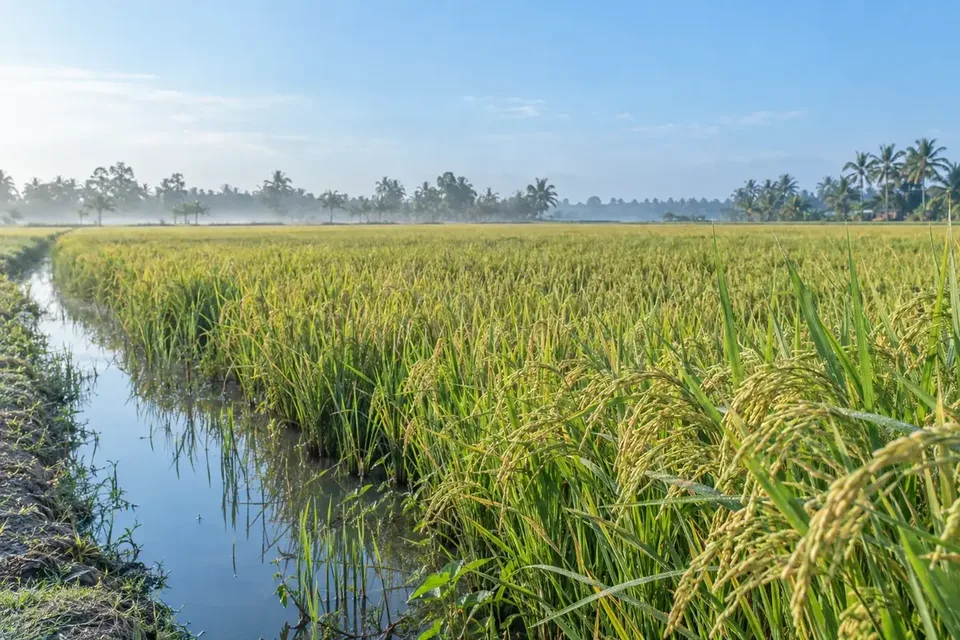 OM18 rice field beside an irrigation canal in the Mekong Delta
