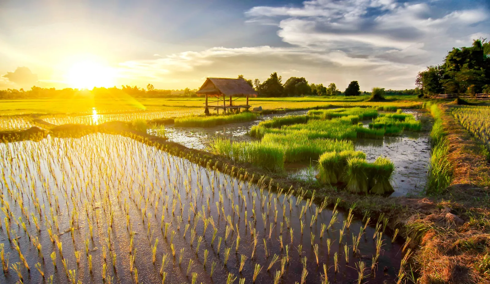 Young rice seedlings in flooded paddies at sunset